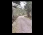Allround hästar till salu: Varmblodstravare! - Video 1