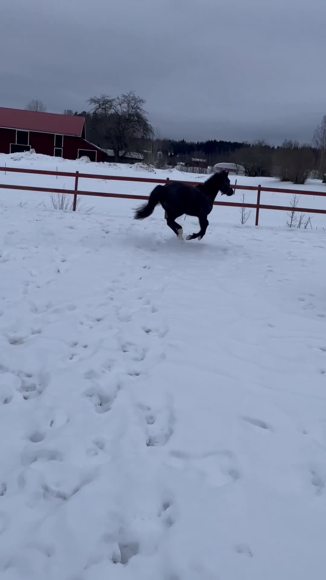 Allround hästar till salu: Supersnäll ungponny i Lysvik - Video 4