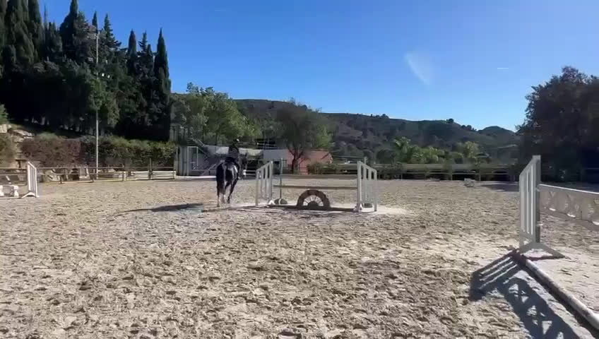  foderhäst finnes: Hyra toppstammad hopphäst - Video 2