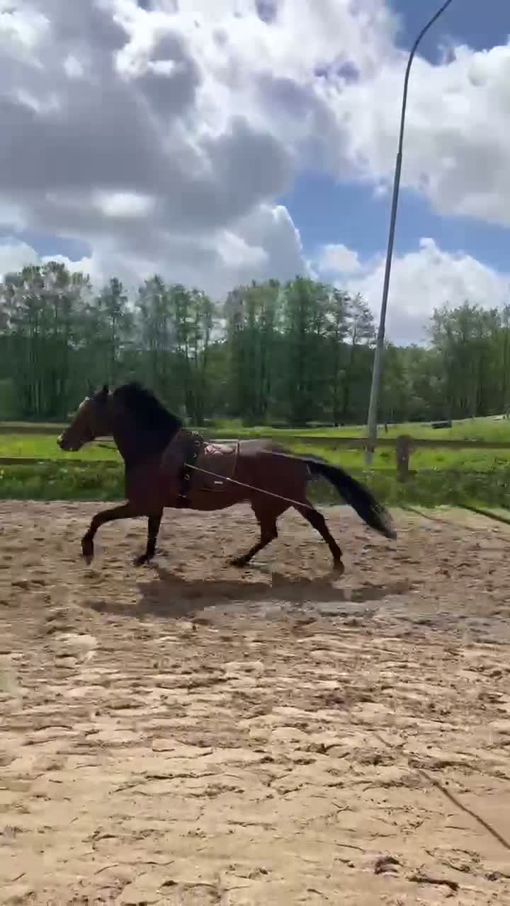 Allround hästar till salu: Härlig travare  - Video 3