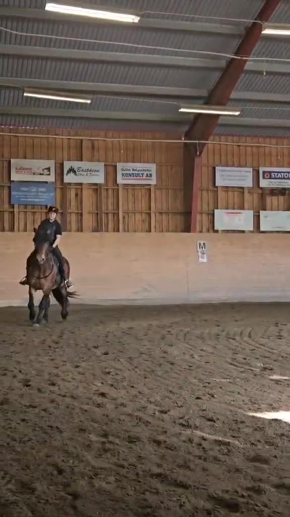 Allround hästar till salu: Balder söker nytt hem  - Video 4