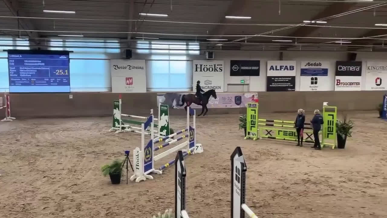 Hoppning hästar till salu: Charmig valack - Video 1