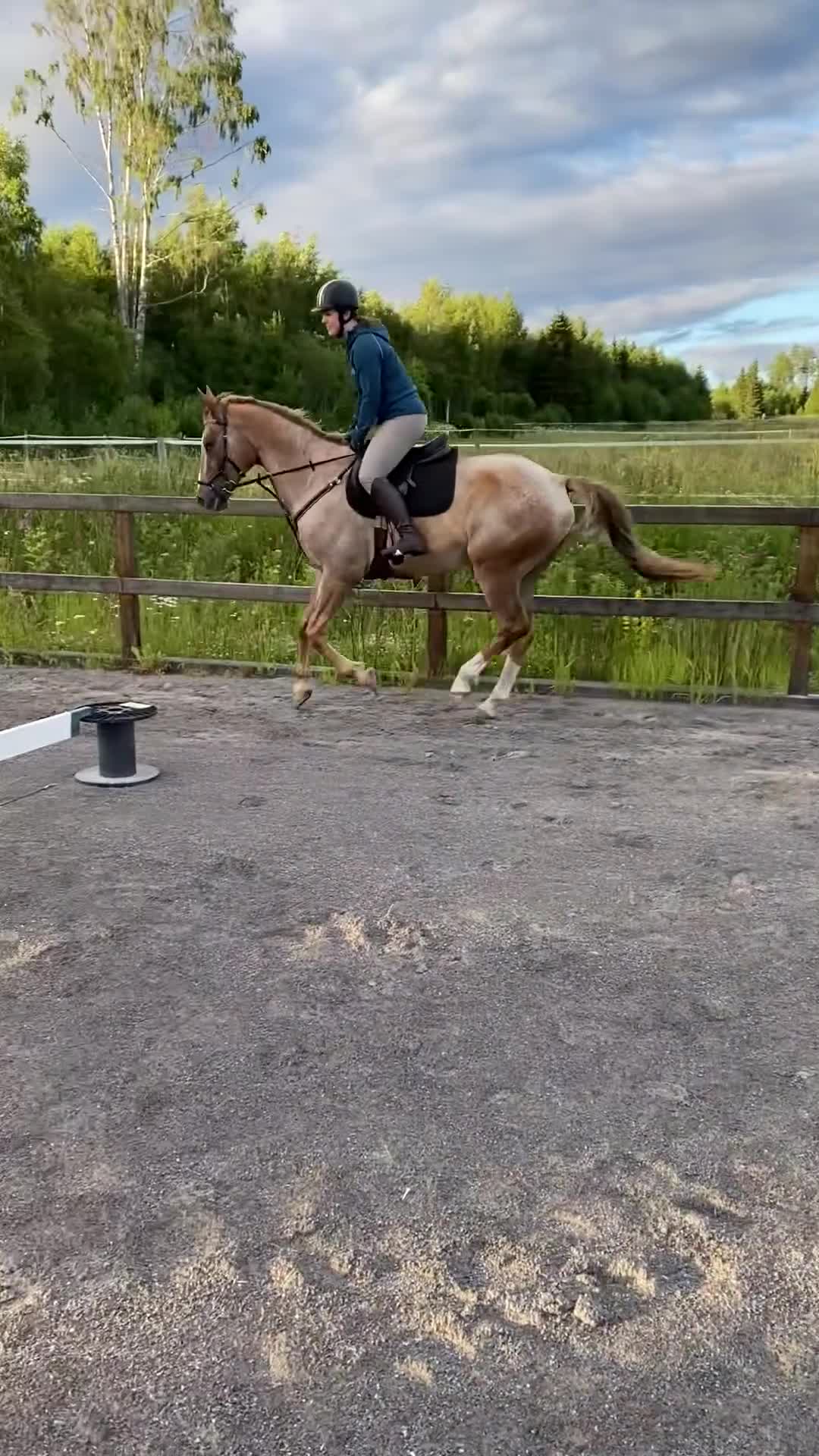 Allround hästar till salu: Guldklimpen är till salu! i Söråker - Video 2