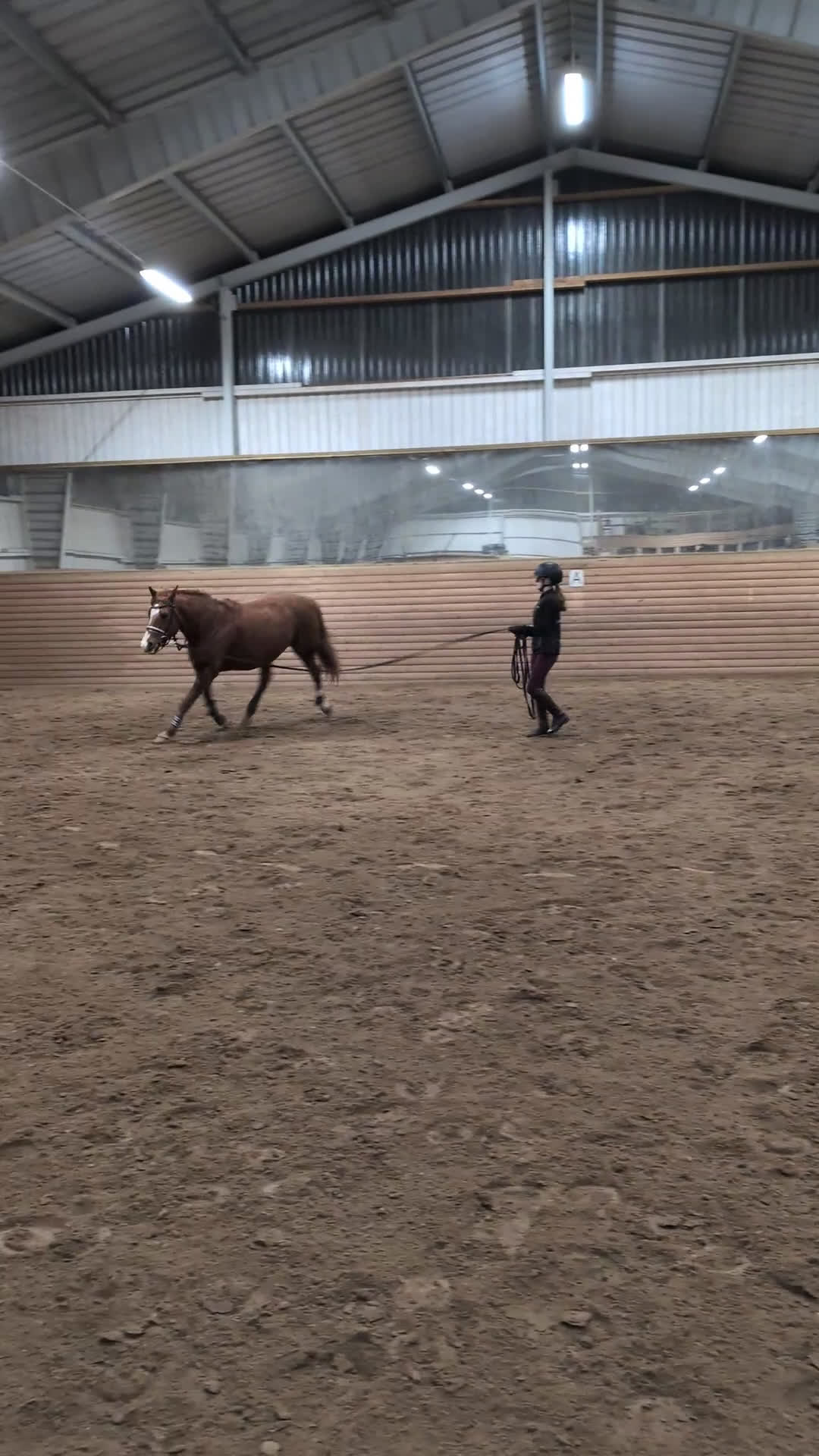 Allround hästar till salu: Mysigt sto säljes - Video 2