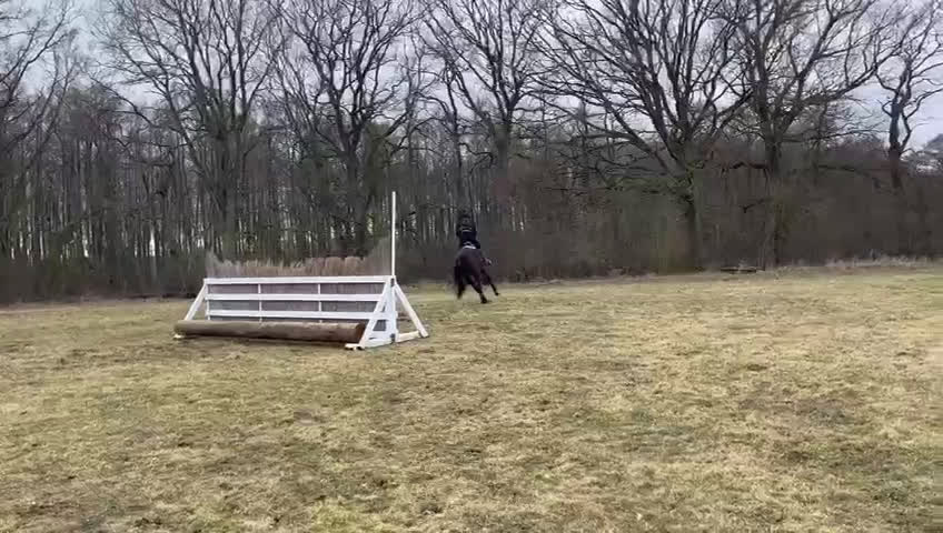 Hoppning hästar till salu: Fantastisk läromästare efter HipHop x Cortez🎖🤩 i Tollarp - Video 5