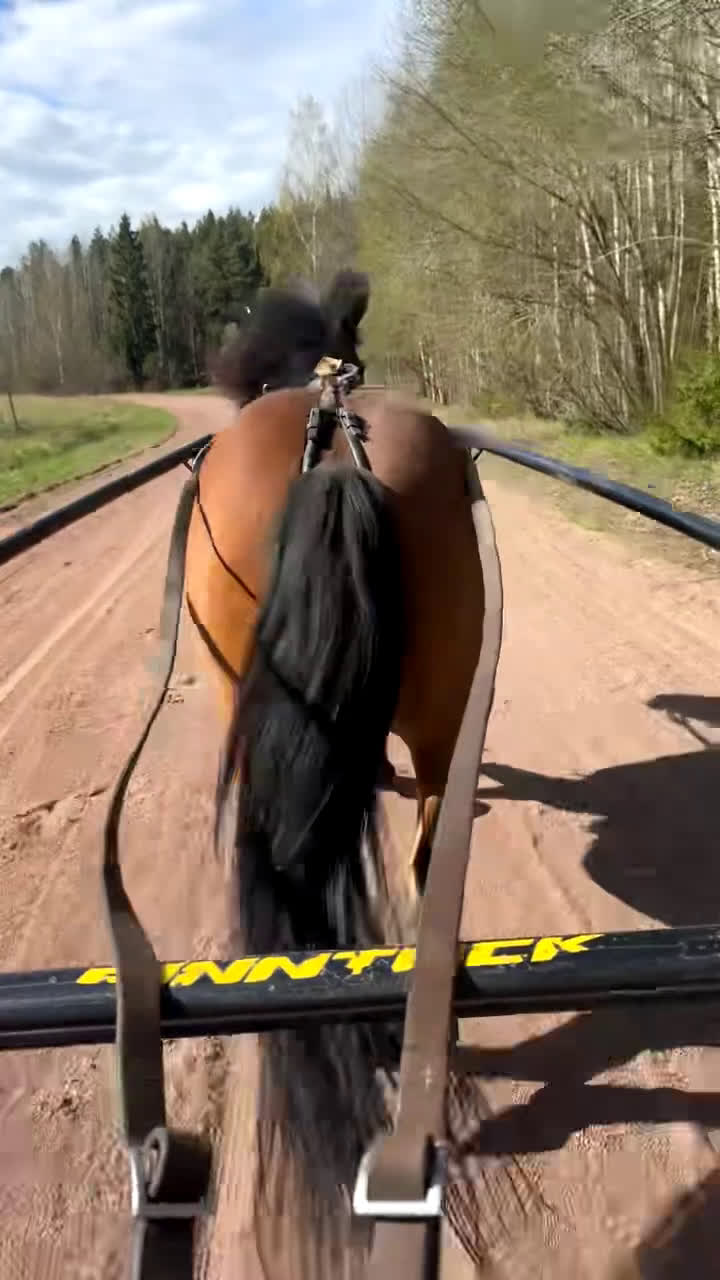 Allround hästar till salu: Wilse behöver hitta sin person . Gärna ponnytrav i Mjölby - Video 1