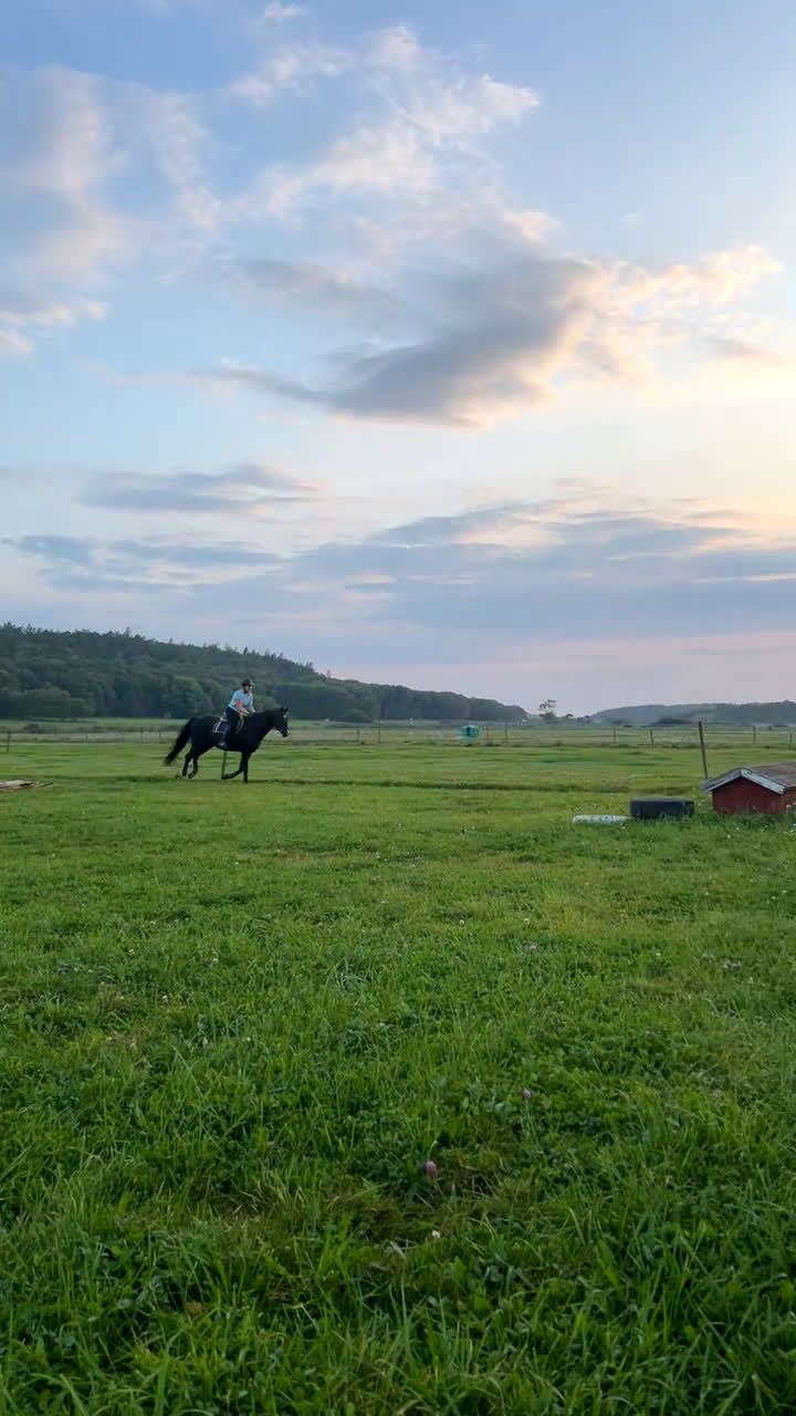 Allround hästar till salu: Monark söker ny Kompis - Video 1