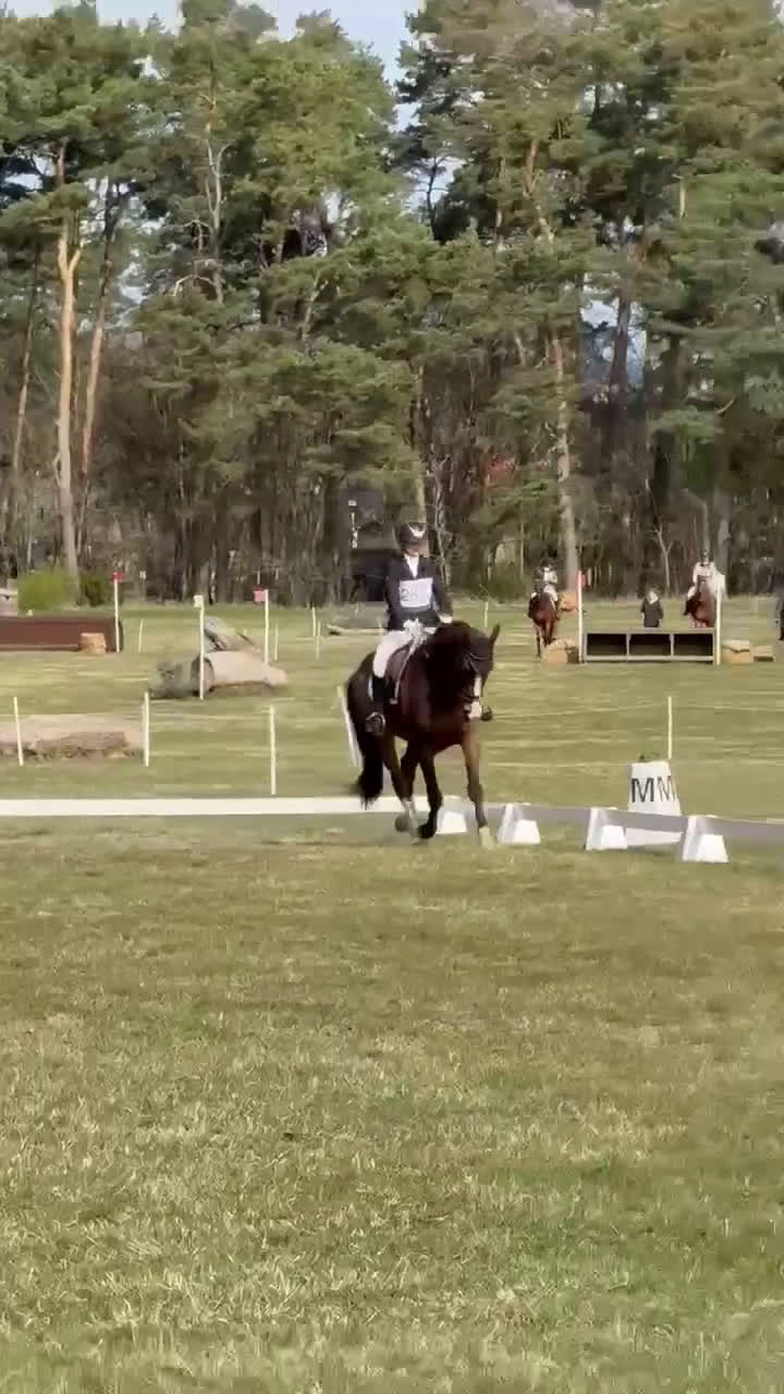 Hoppning hästar till salu: Snygg och mångsidig valack! i Röstånga - Video 4