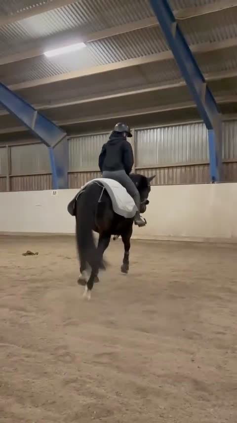 Allround hästar till salu: Vackert sto söker erfaren hästmänniska med NH tänk i Åkers Styckebruk - Video 2