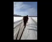 Allround hästar till salu: Vår stjärna Minja - Video 2