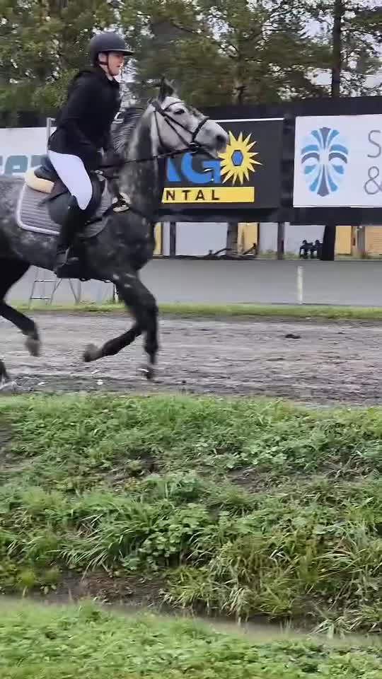 Allround hästar till salu: Projekt ponny i Bollstabruk - Video 5