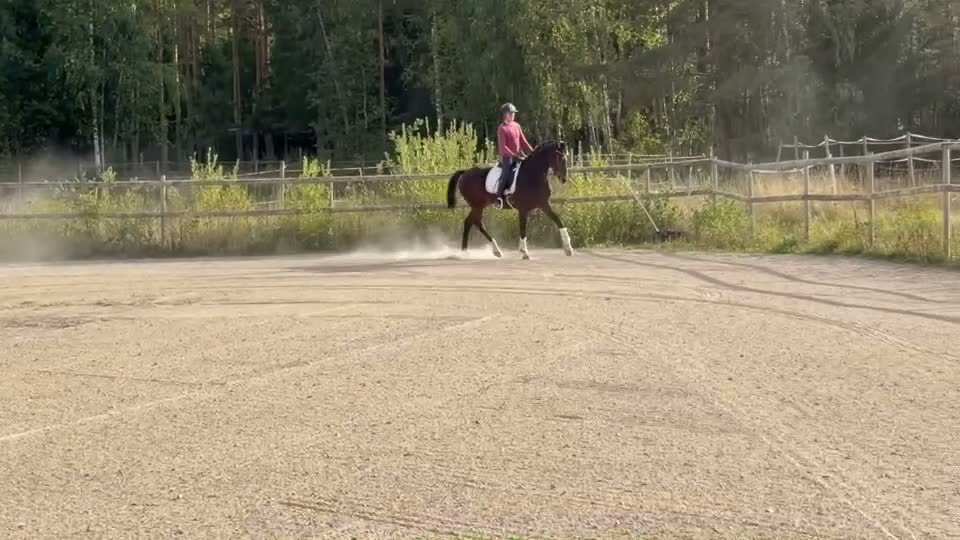Dressyr hästar till salu: Lovande unghäst! - Video 1