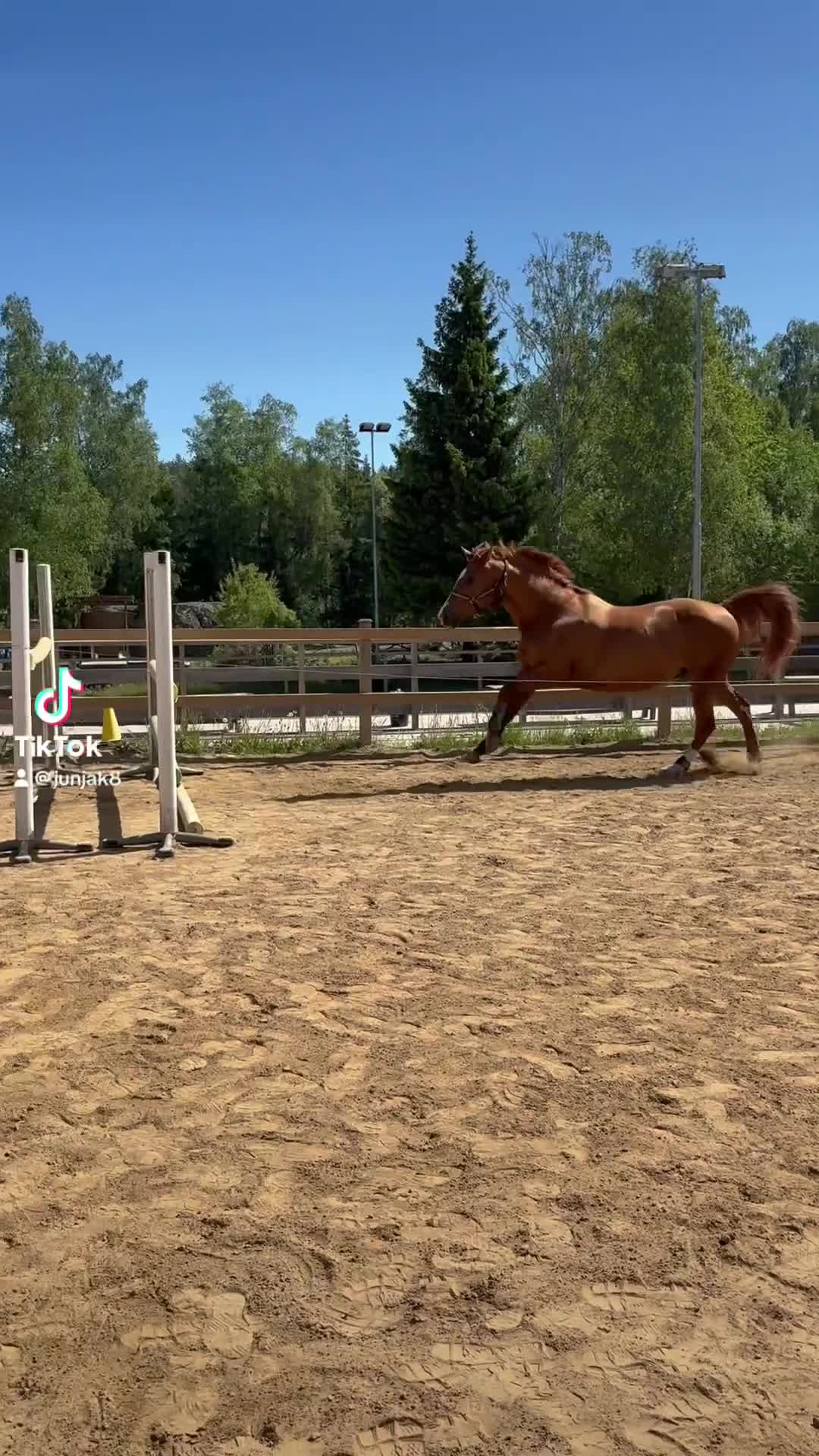 Allround hästar till salu: Fint SWB sto  - Video 2