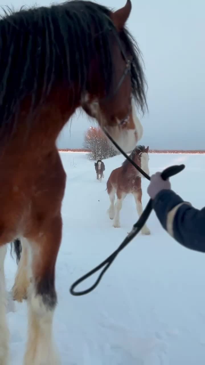Barockt hästar till salu: Shire Filly with a big potential - Video 2