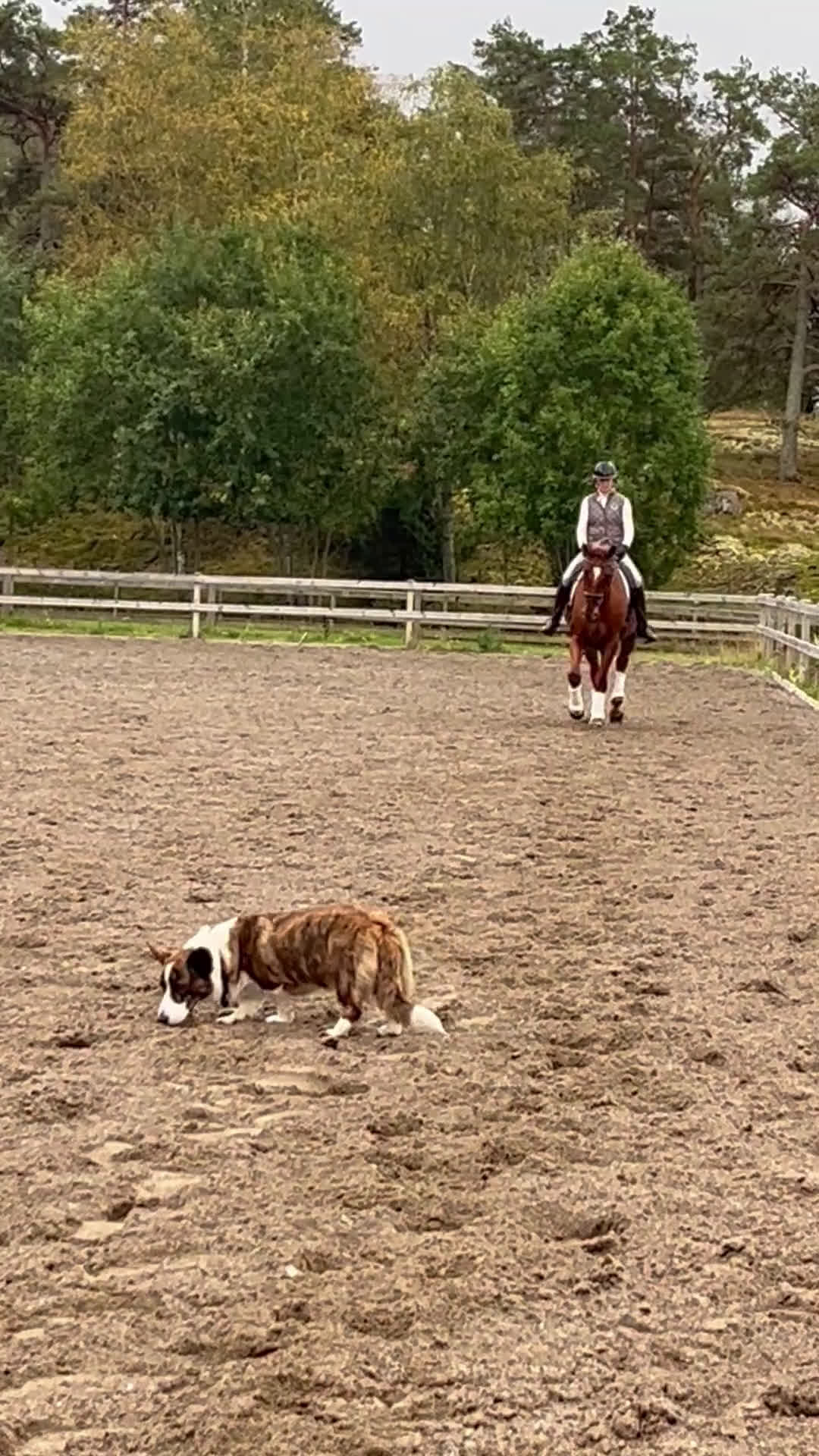 Dressyr hästar till salu: Unghäst med underbart temperament  i Rimbo - Video 3