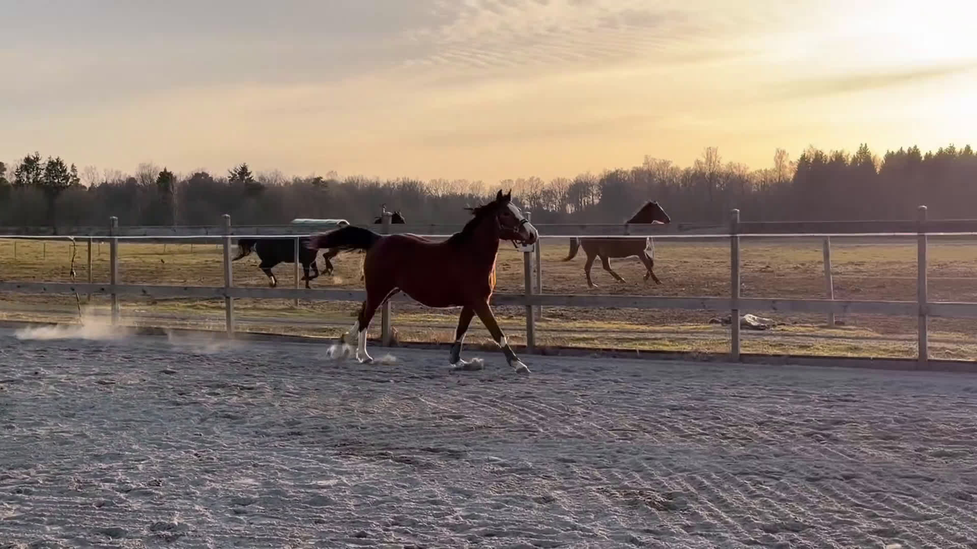 Allround hästar till salu: Fantastiskt sto -24  - Video 1