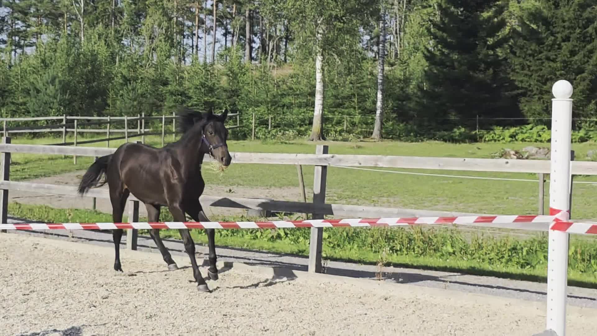 Hoppning hästar till salu: Vacker hingst efter Mr Vain  - Video 2