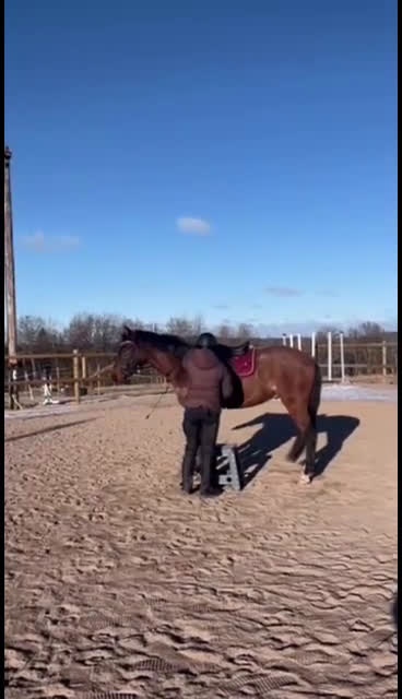 Hoppning hästar till salu: Framtidslöfte i Broaryd - Video 2