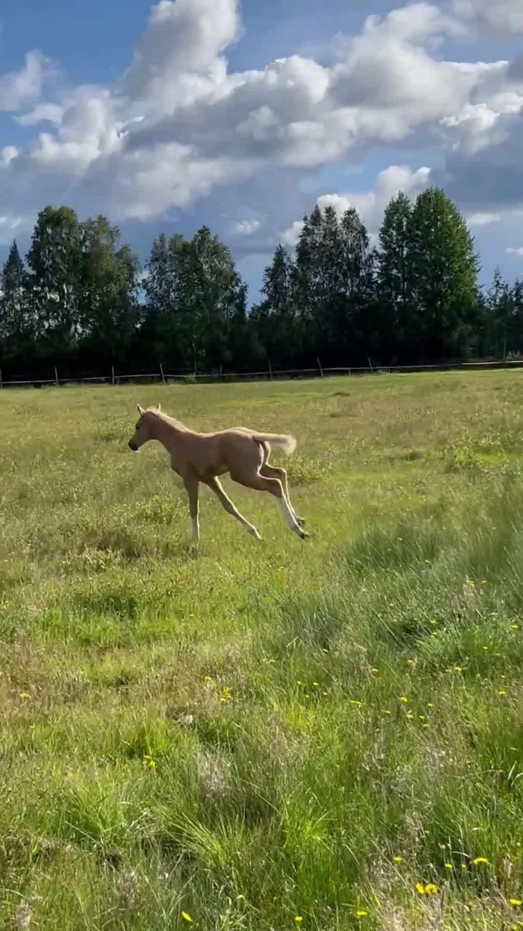 Allround hästar till salu: SWB-hingst född 2025, Racoon-Zafferano - Video 3