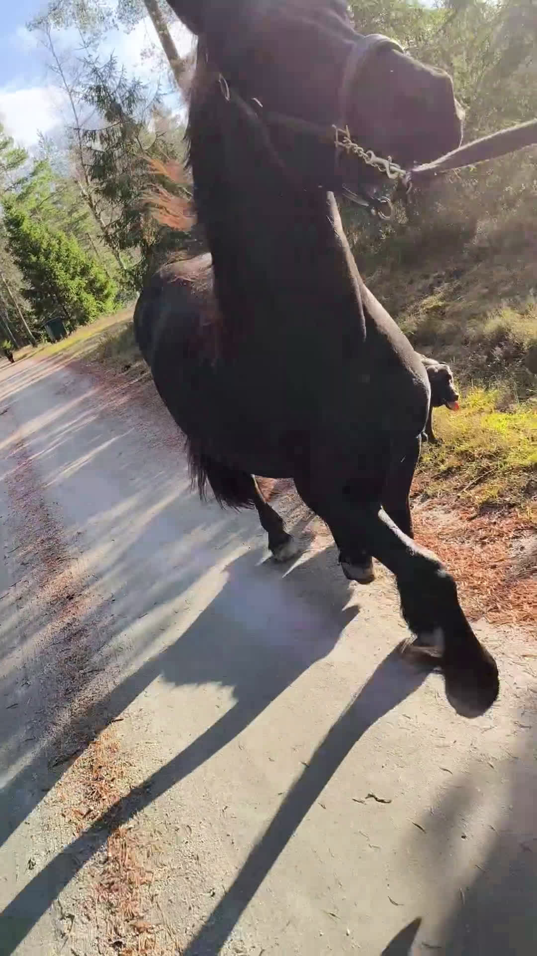 Working Equitation hästar till salu: Söker 2 stycken halvfodervärdar - Video 1