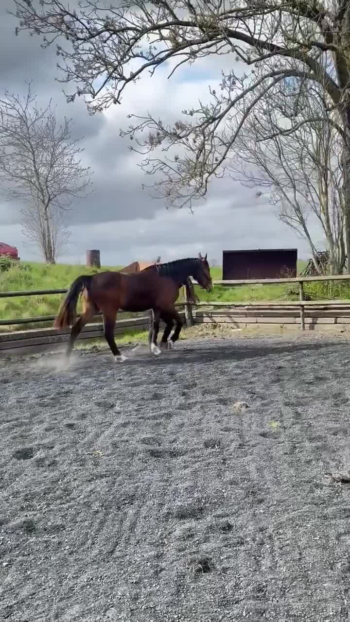 Hoppning hästar till salu: Snäll unghäst med riktigt bra hoppstam - Video 2