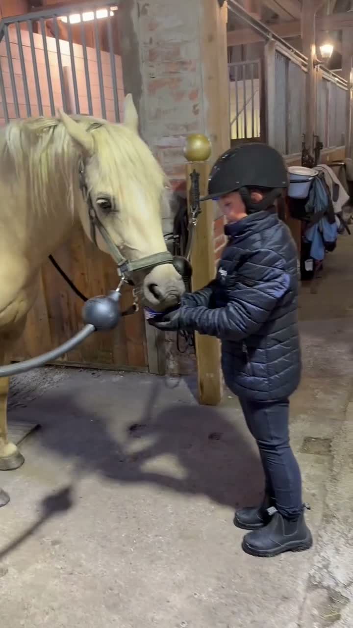 Allround hästar till salu: Lyxig Welsh cob, framtida tävlingsponny! - Video 3