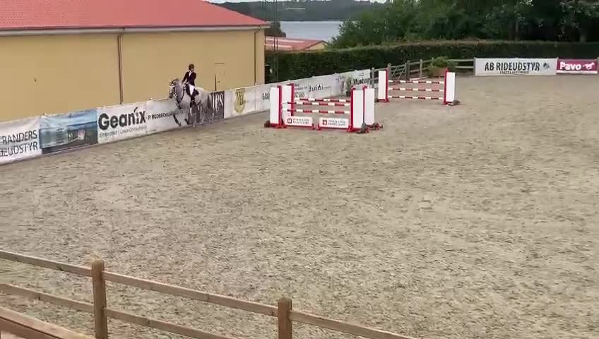Hoppning hästar till salu: Vedels Supreme Rock  - Video 2