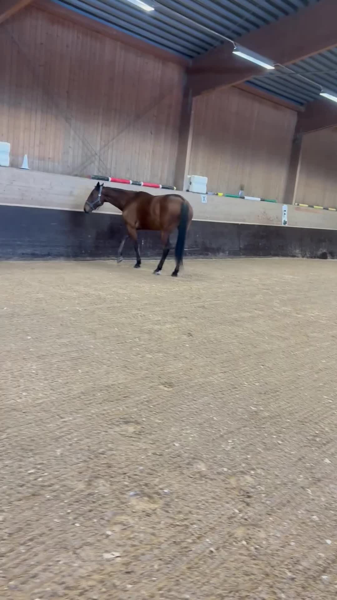 Övrigt hästar till salu: Het varmblodstravare i Hofors - Video 1