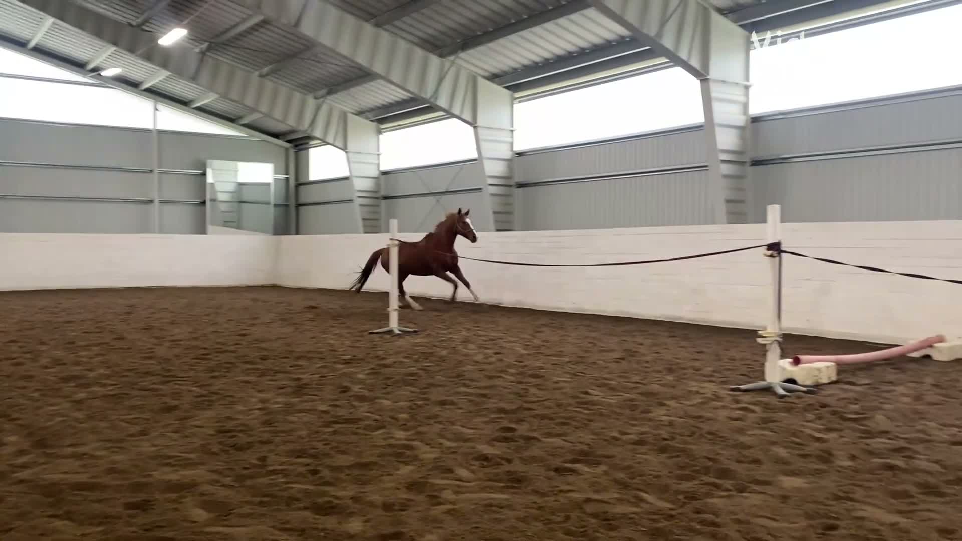 Allround hästar till salu: Lovandeunghäst - Video 3
