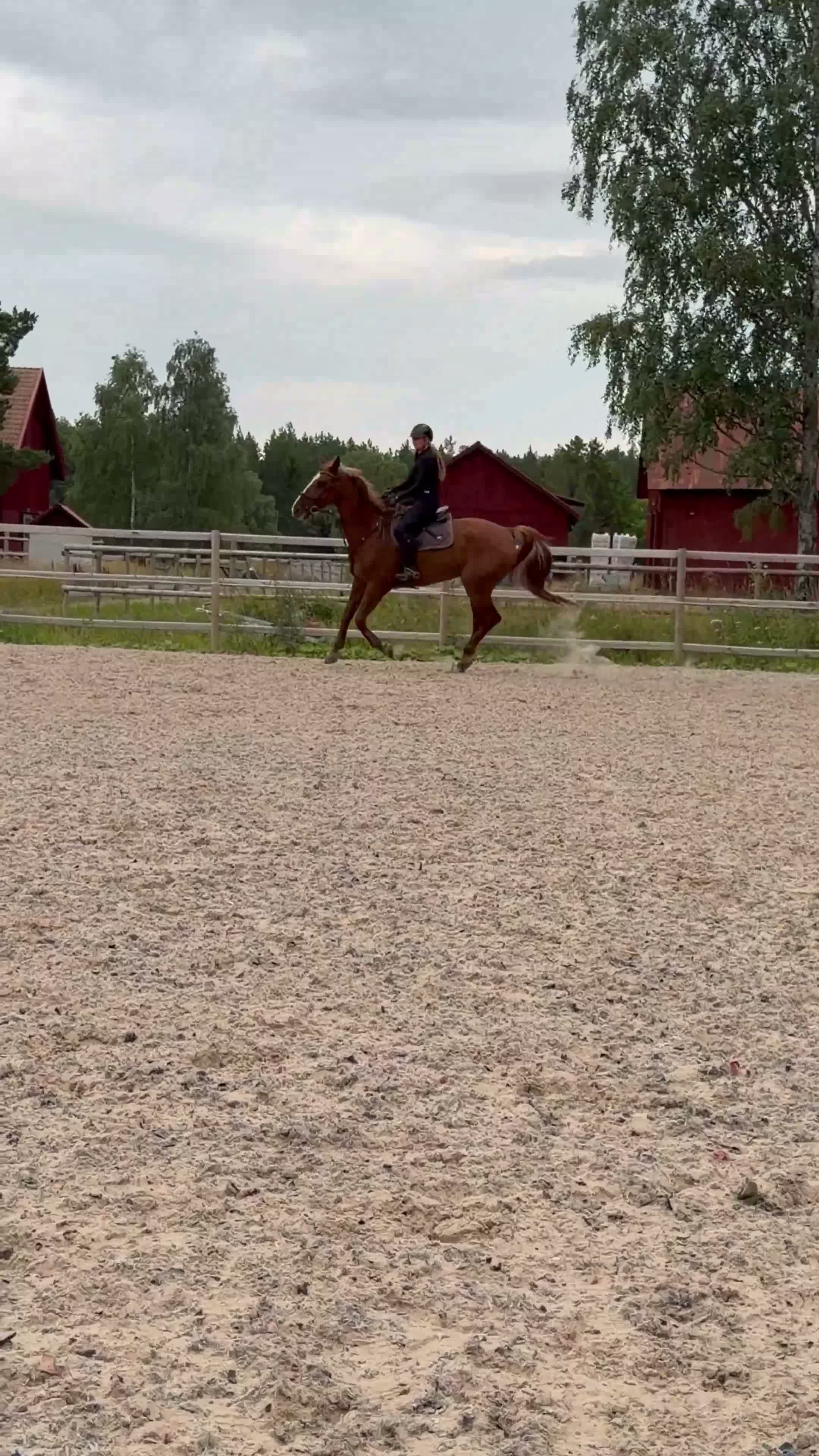  hästjobb finnes: Hästjobb sökes i Saltsjö-boo - Video 1