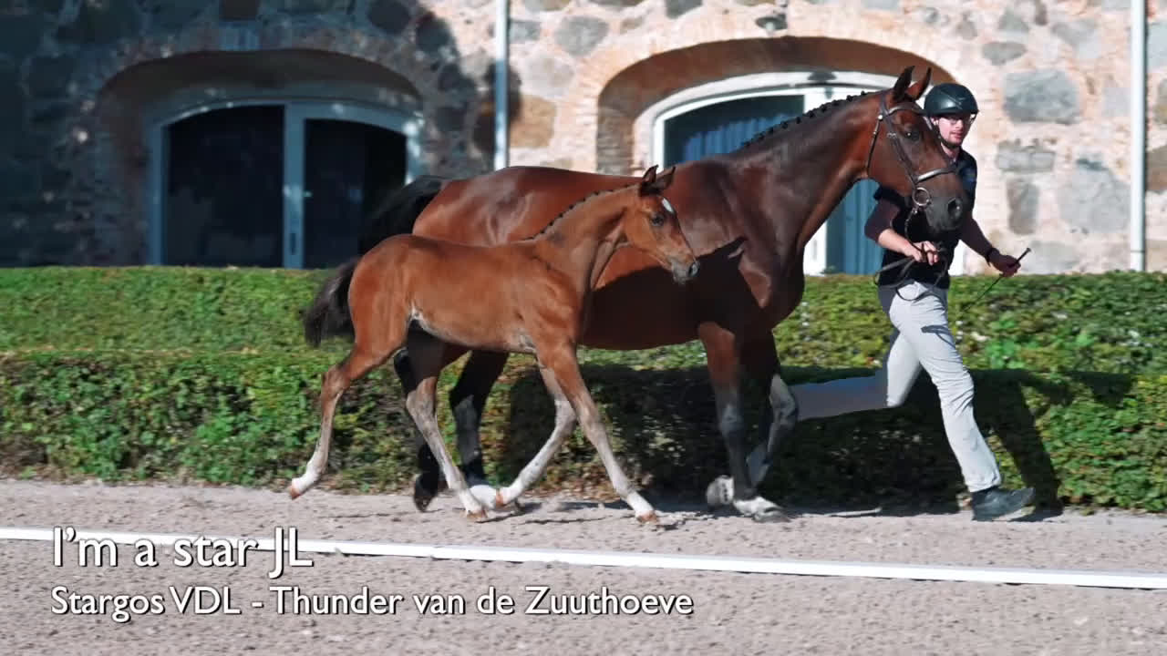 Hoppning hästar till salu: Otroligt hingstföl med starkt möderne  - Video 1