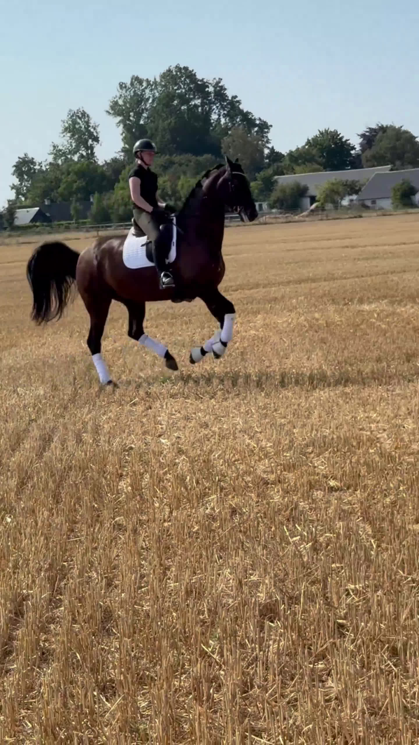 Dressyr hästar till salu: Känslig kille med stor potential  - Video 1