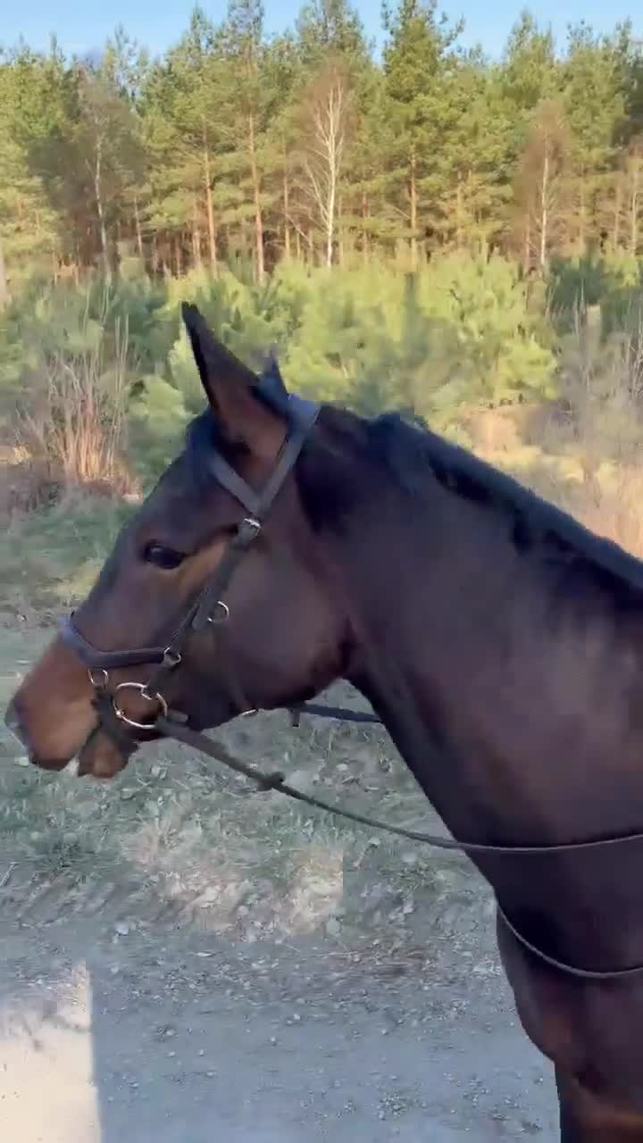 Hoppning hästar till salu: Lovande 4-åring e: Cornetto du Lys PS - Video 3