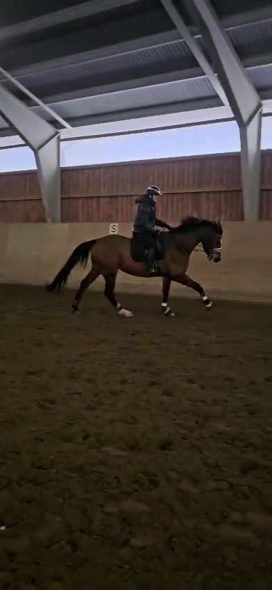 Dressyr hästar till salu: Sto med fin dressyr stam  i Forshaga - Video 3