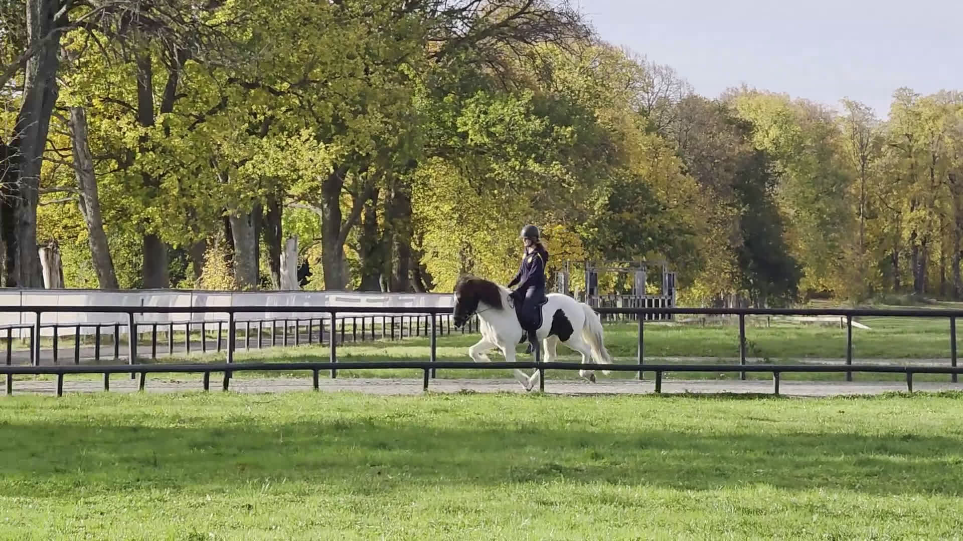 Island hästar till salu: Jupiter från Ishant i Skänninge - Video 3
