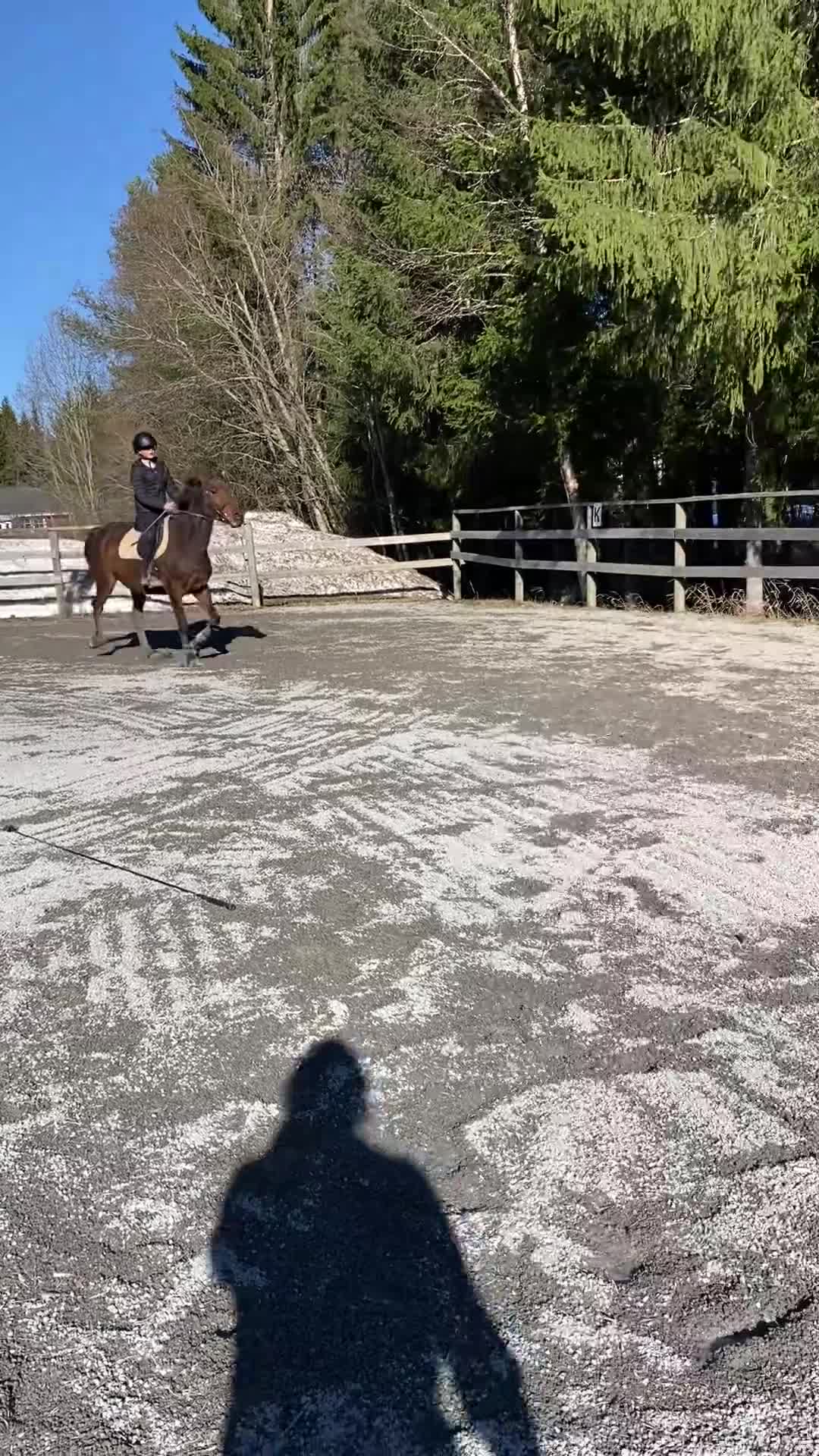Allround hästar till salu: Trevlig lättsam häst till hobby/avel i Östersund - Video 4