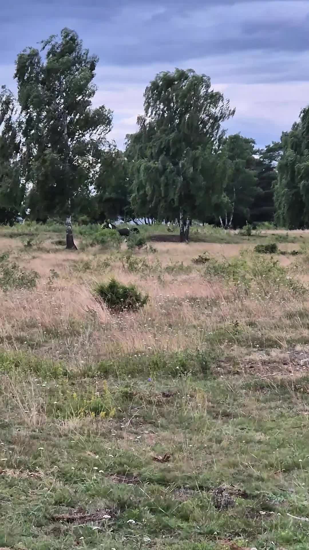 Allround hästar till salu: Tuff Blivande kompis - Video 1