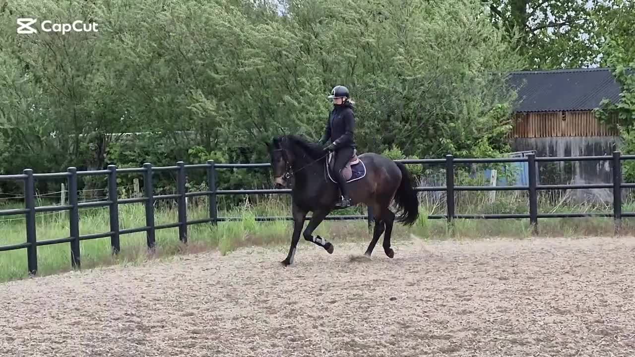 Allround hästar till salu: Ev byte dressyr - hopp - Video 2
