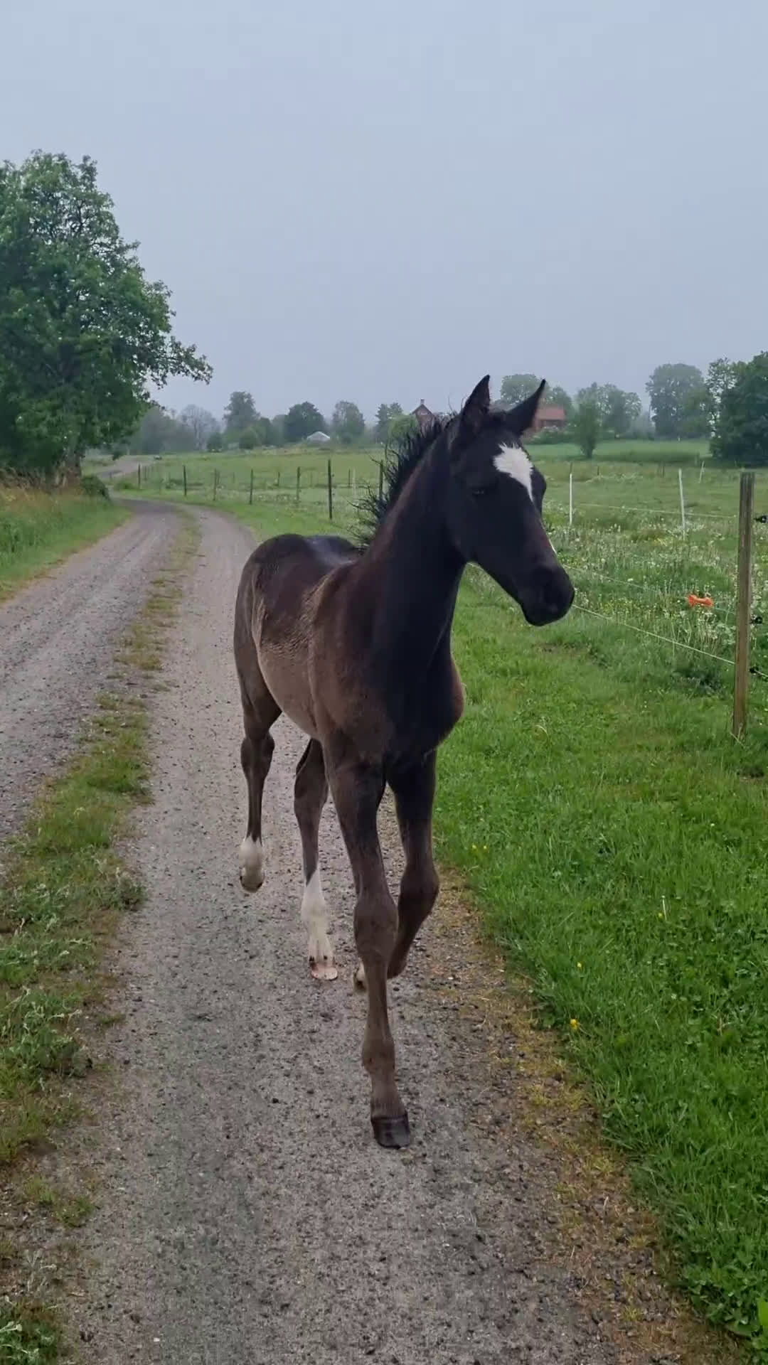 Dressyr hästar till salu: Charmigt svart hingstföl i Gällstad - Video 1