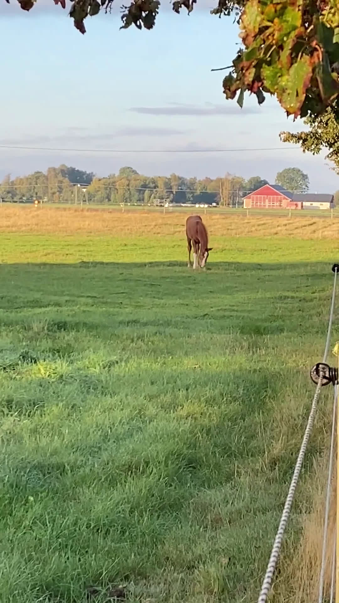 Hoppning hästar till salu: Tenjaku, framtidens segrare på hoppbanan,  i Mörarp - Video 1