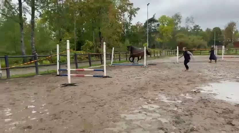 Hoppning hästar till salu: Lovande 2-årigt SWB-sto efter Diero lux N - Video 2