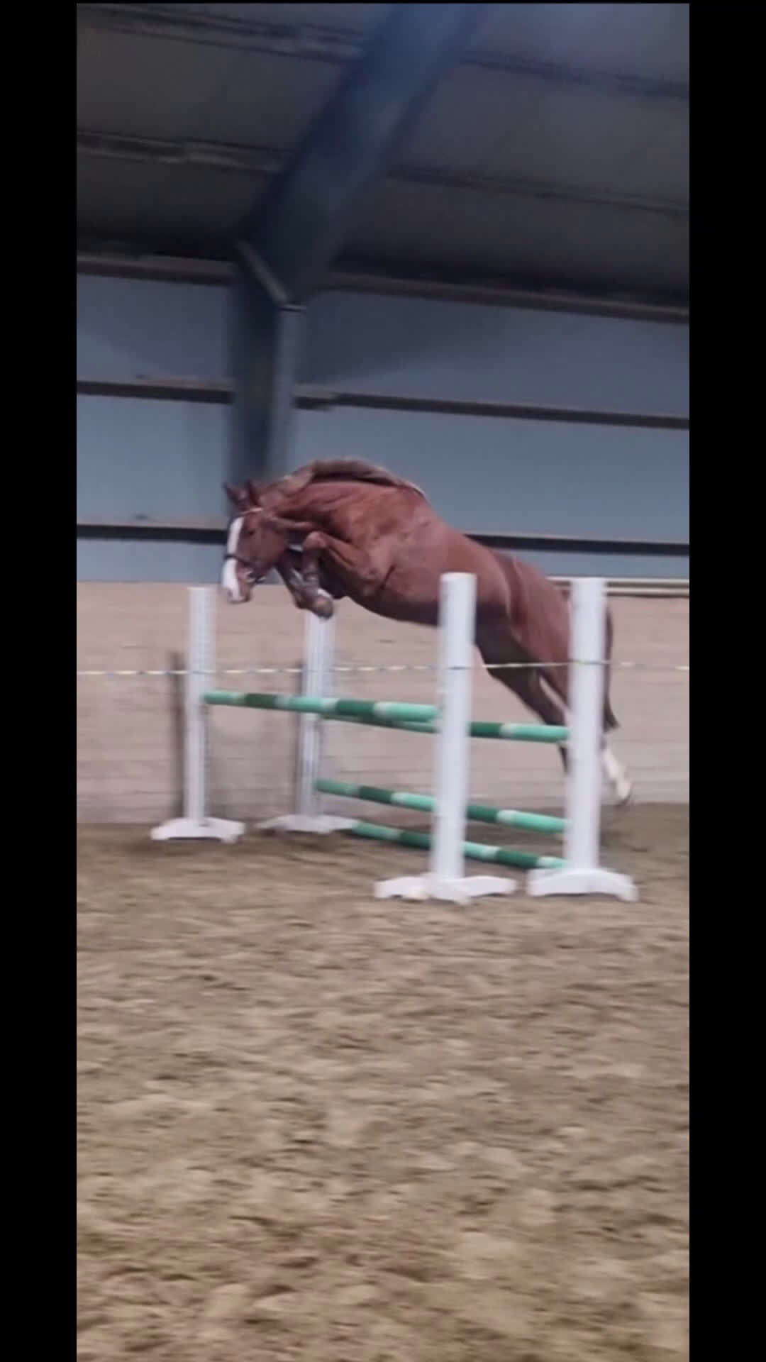 Hoppning hästar till salu: Mycket lovande Unghäst i Ingelstad - Video 1
