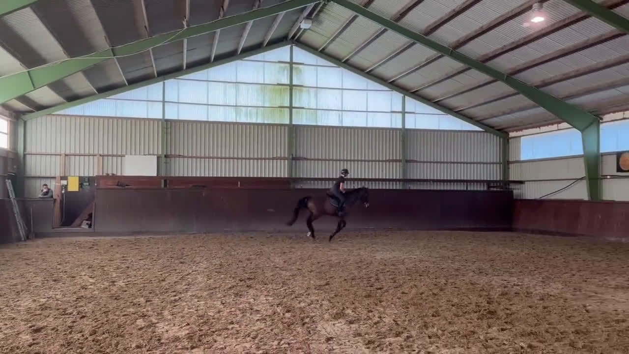 Hoppning hästar till salu: Trevlig val e hiphop med rutin 130 - Video 4