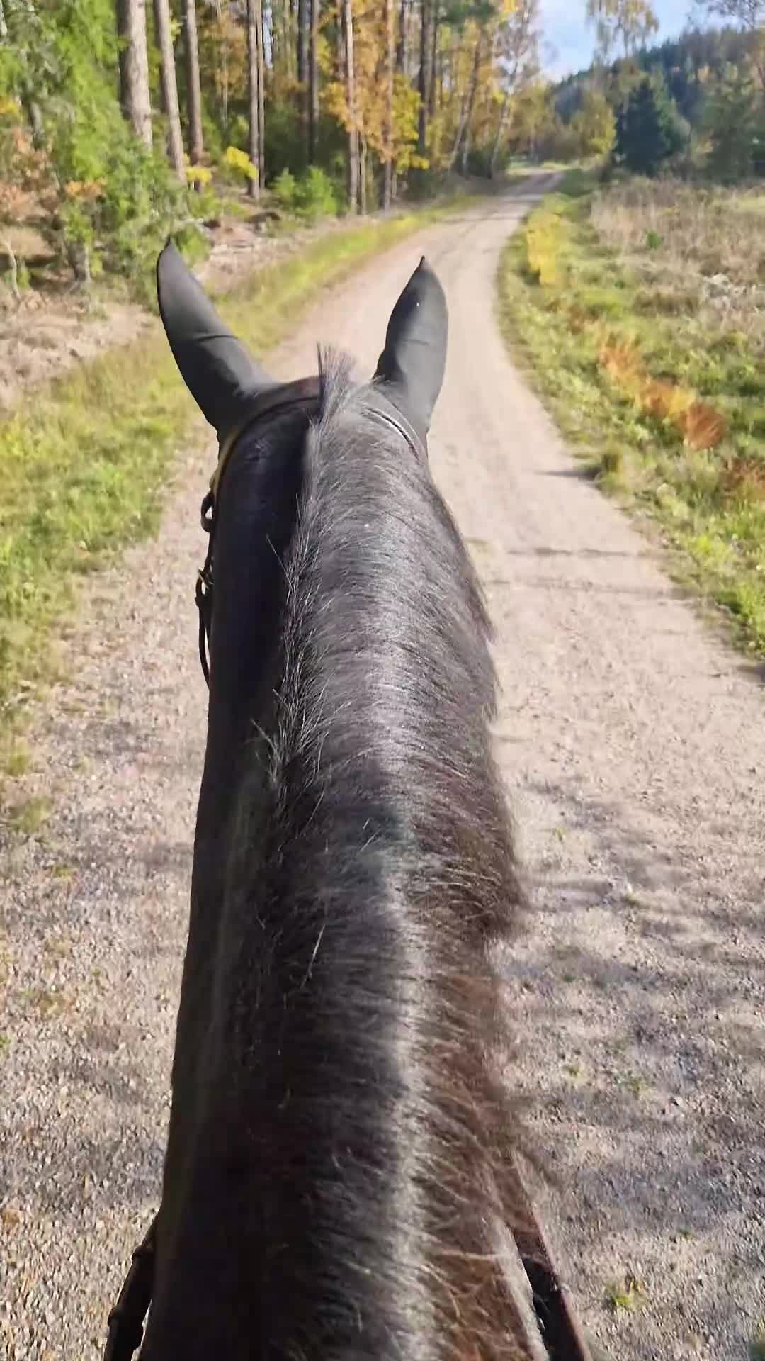 Dressyr hästar till salu: Trevligt sto med energi - Video 4