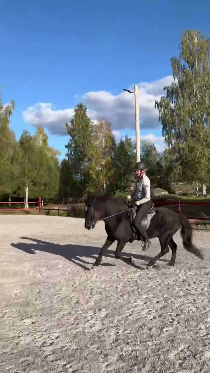 Island hästar till salu: Valack f-17 - Video 1