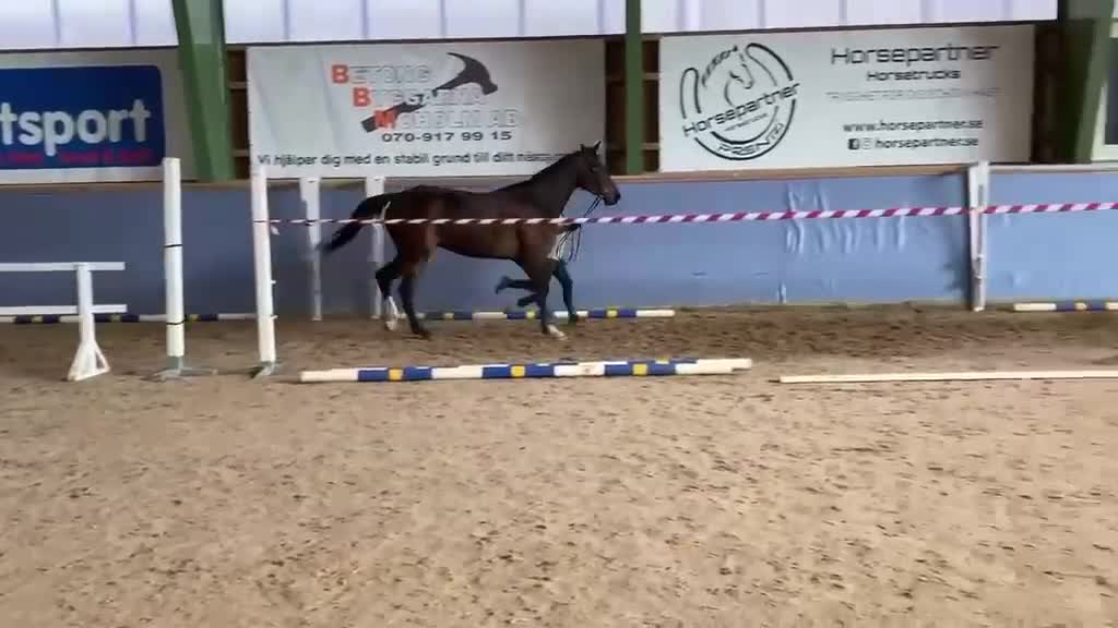 Hoppning hästar till salu: Valack efter svårklass-sto i Axvall - Video 1