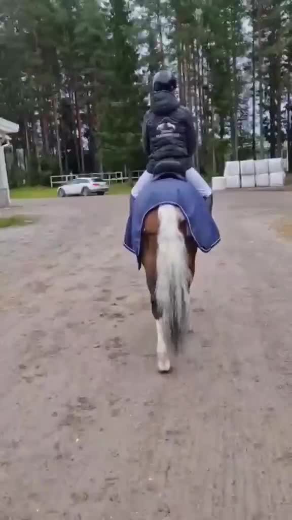 Hoppning hästar till salu: Allroundponny med utstrålning🐴 - Video 1