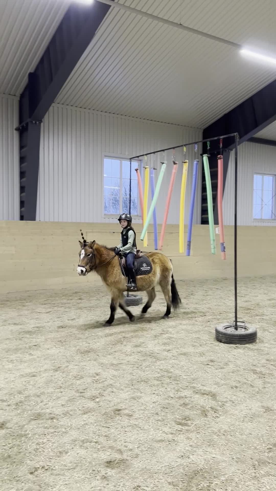 Allround hästar till salu: Charmig kille med humor - Video 2