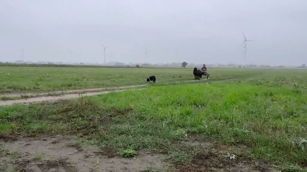 Allround hästar till salu: En riktig kompis - Video 3