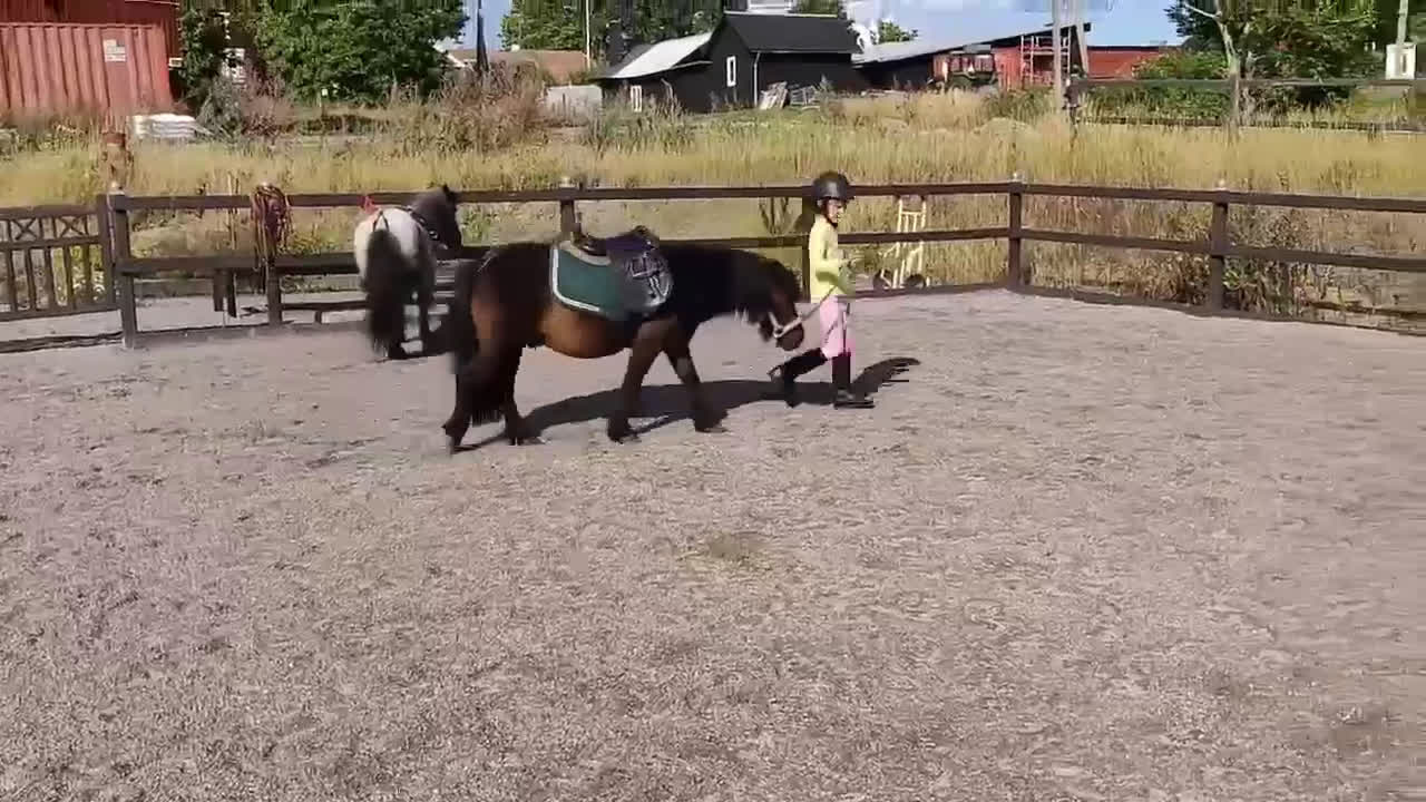 Övrigt hästar till salu: Nytt hem sökes i Sorunda - Video 2